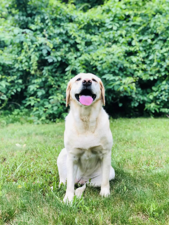 Lily always takes her spot waiting in their front yard in Bedford, New Hampshire.