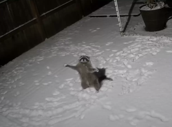 This tiny raccoon stirred up the internet after it was caught on an outdoor camera enjoying the snow.