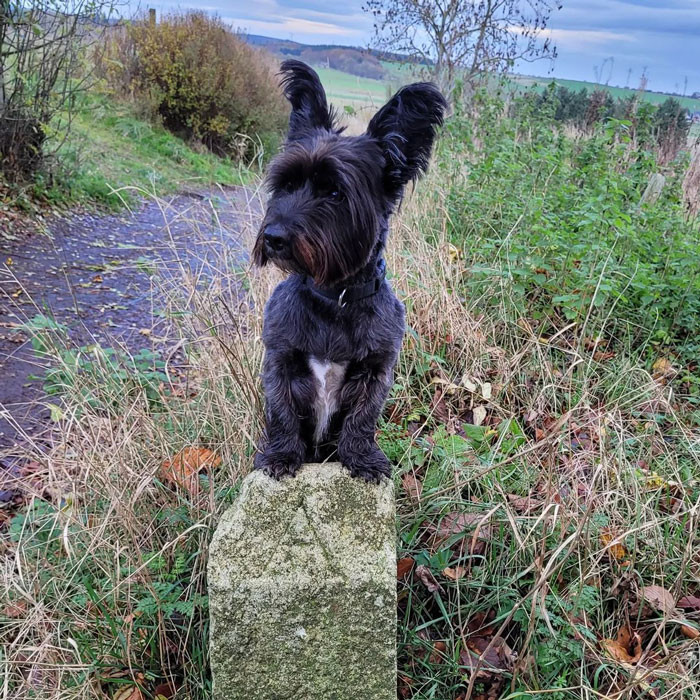 27. Skye Terrier