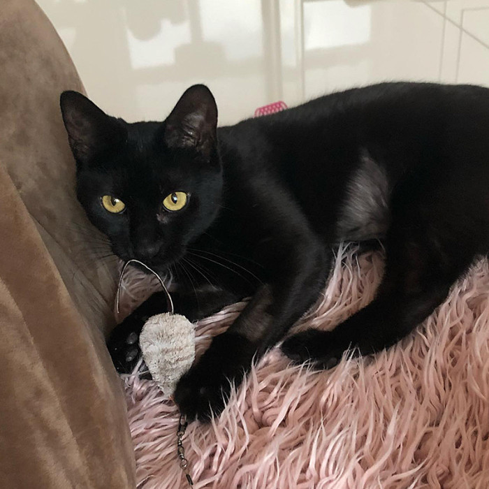 The cute black cat went missing somewhere in Manhattan after being adopted