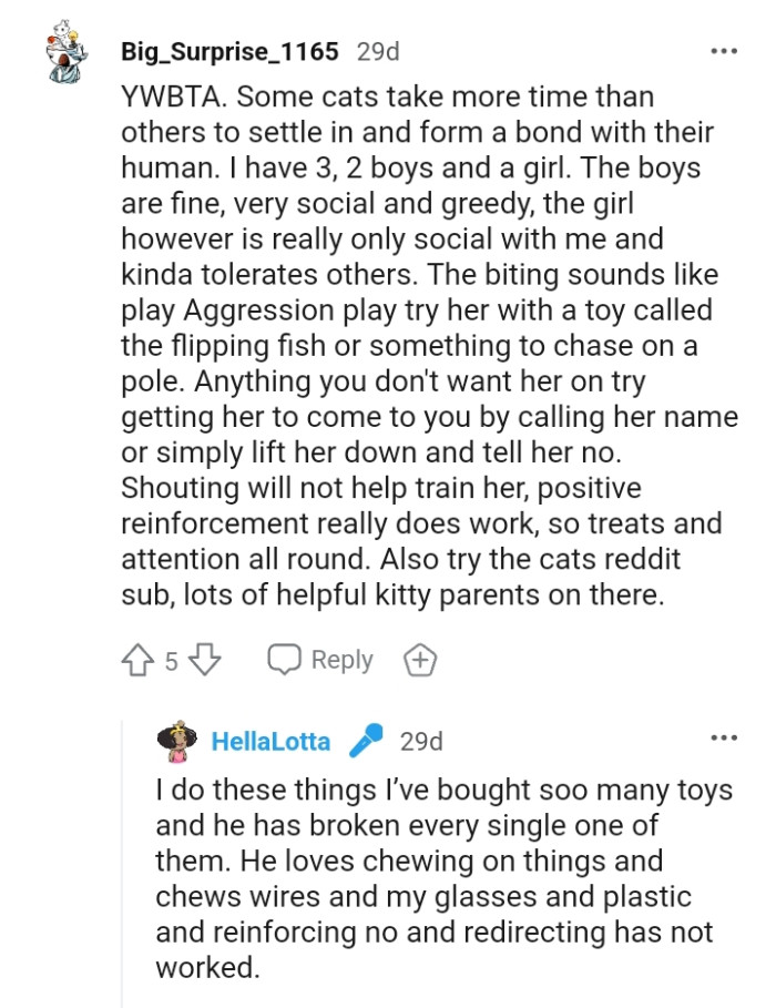 Shouting will not help train the cat