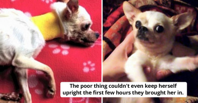 Roadside Puppy On The Brink Of Death Wags Her Tail To Show Rescuers That She Hasn't Given Up Just Yet