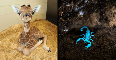 20 Stunning Pictures That Remind You Animals Are Awesome