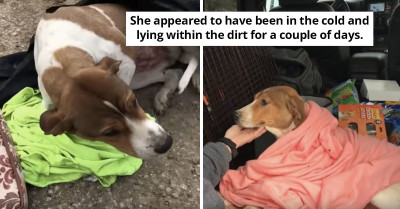 The Moment A Good Samaritan Rescued A Dumped Dog With Broken Legs That Will Warm Your Heart
