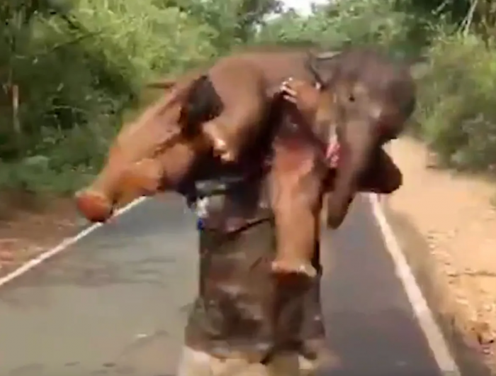 In this photo shared by the India Forest Service, you can see 28-year-old hero Palanichamy Sarathkumar carrying the 200lb baby elephant that weighs more than he does!