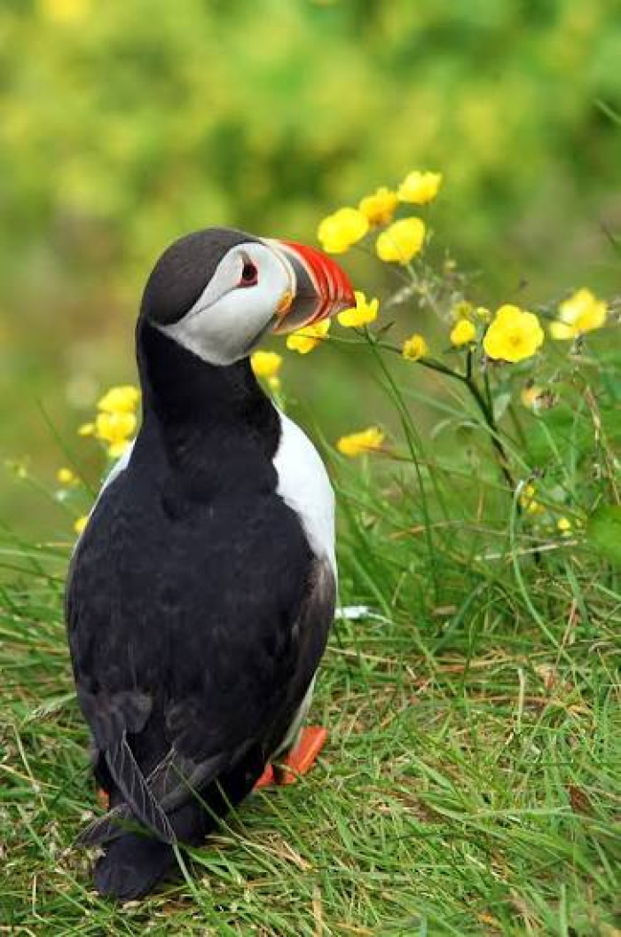 1. Atlantic Puffin.