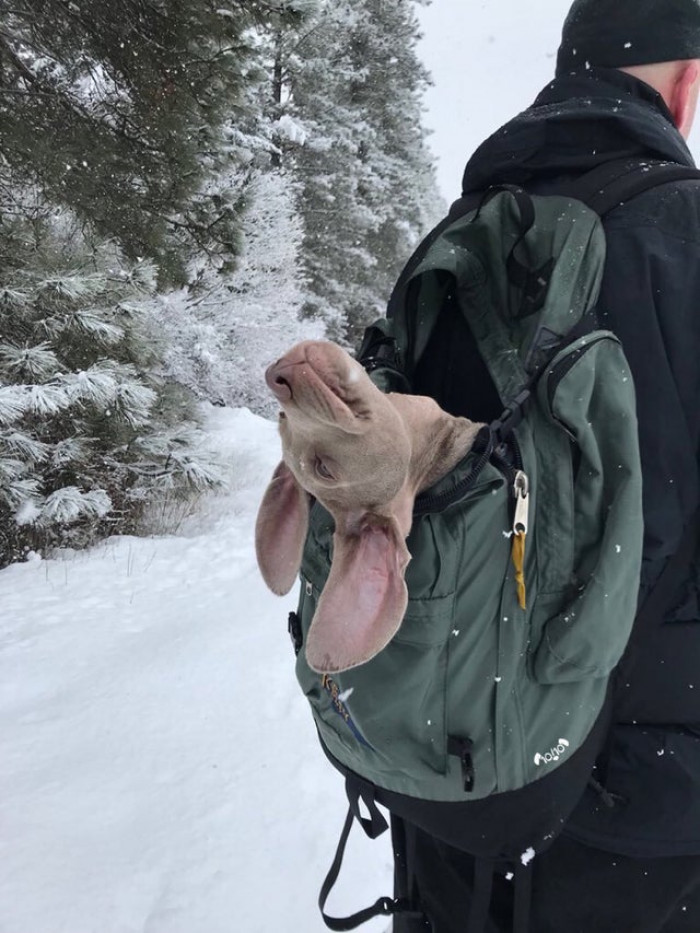 21. He’s on his first snow adventure. Got tired immediately and had to be carried the rest of the way.