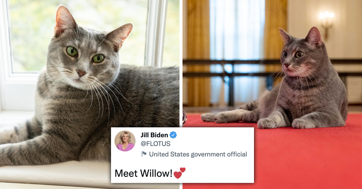 Willow The Tabby Has Moved Into The White House And Assumed Her Role As