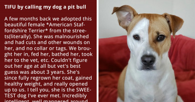 Renter Accidentally Identifies Her Staffie As Pitbull On Lease Application Then Landlord Asks Her To Get Rid Of Her