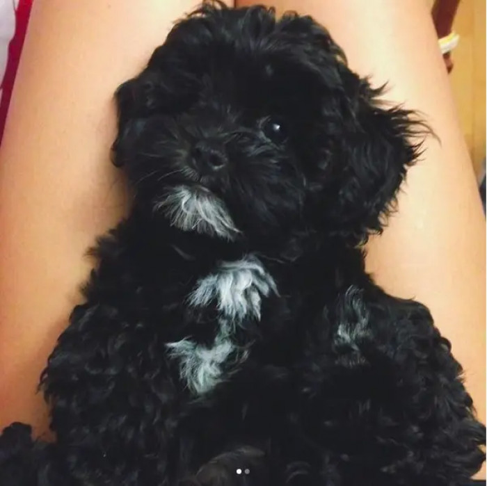 3. Isn't he a bundle of adorable fur?