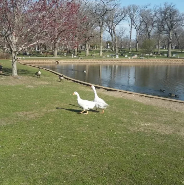 The Riverside Cemetery welcomed a pair of domestic geese named Blossom and Bud, who were bonded to each other