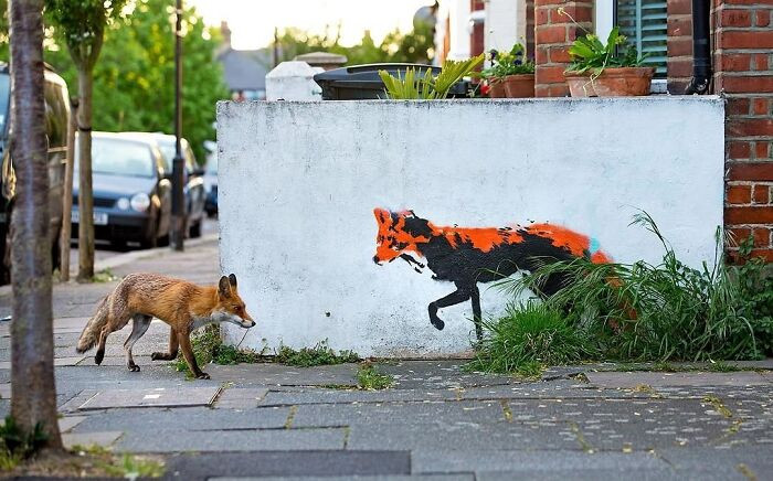 A fox caught matching poses with its painted doppelganger