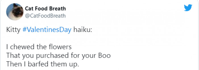 17. Despite the ups and downs, cats can also love you endlessly