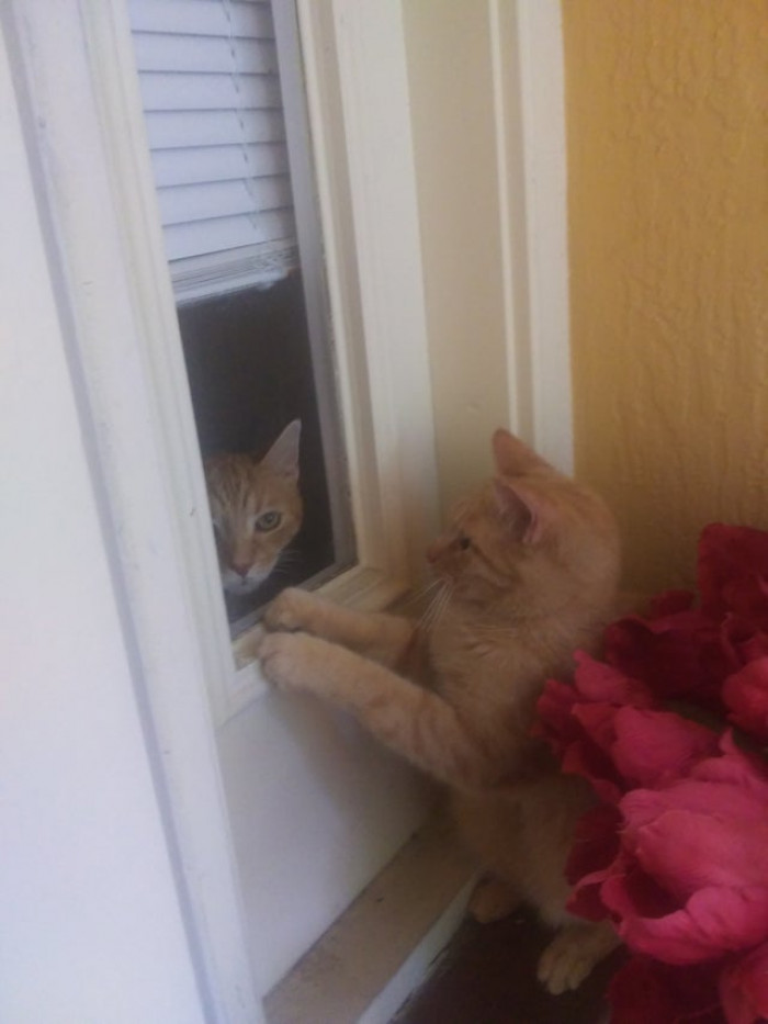 "Posted not my cat glaring in the window earlier. Here he is looking in at the indoor cat."