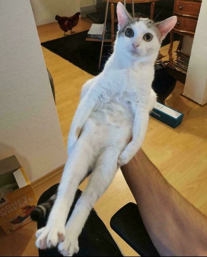 48. He will be served on a stick… with a side of judgment.