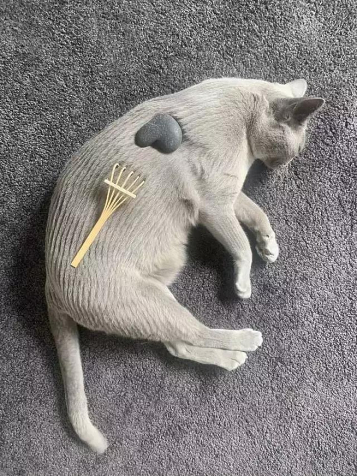 31. Kitty has achieved nirvana