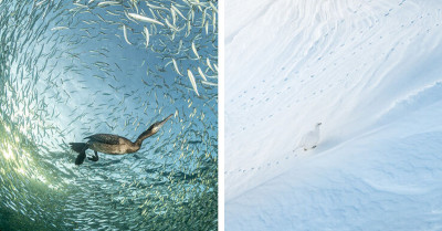 The Surreal Image That Won Bird Photographer Of The Year 2025