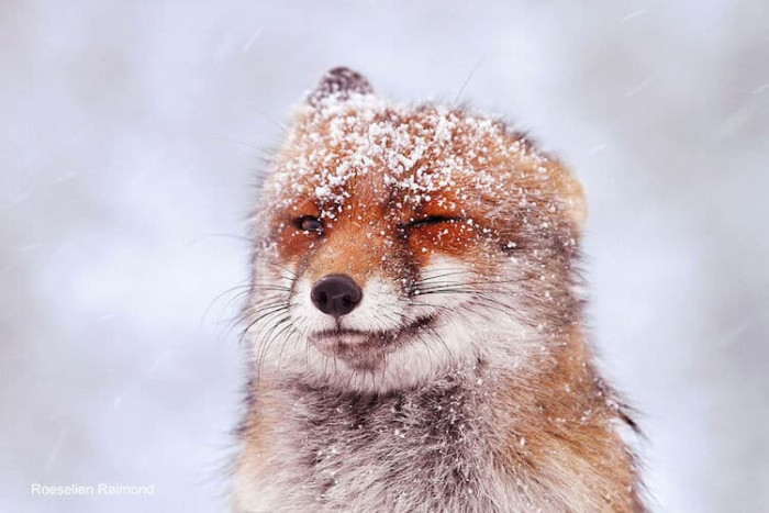 “It was -12°C (10.4°F) when I photographed these foxes,” Raimond says.
