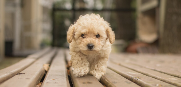 Cute Spanish Dog Names