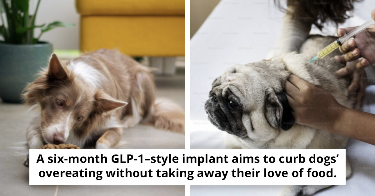 Biotech Pushes “Dogzempic” GLP-1 Implant For Dogs by 2028