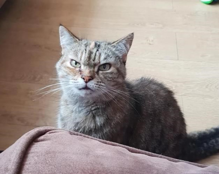 7. Are you going to give me my food or what?