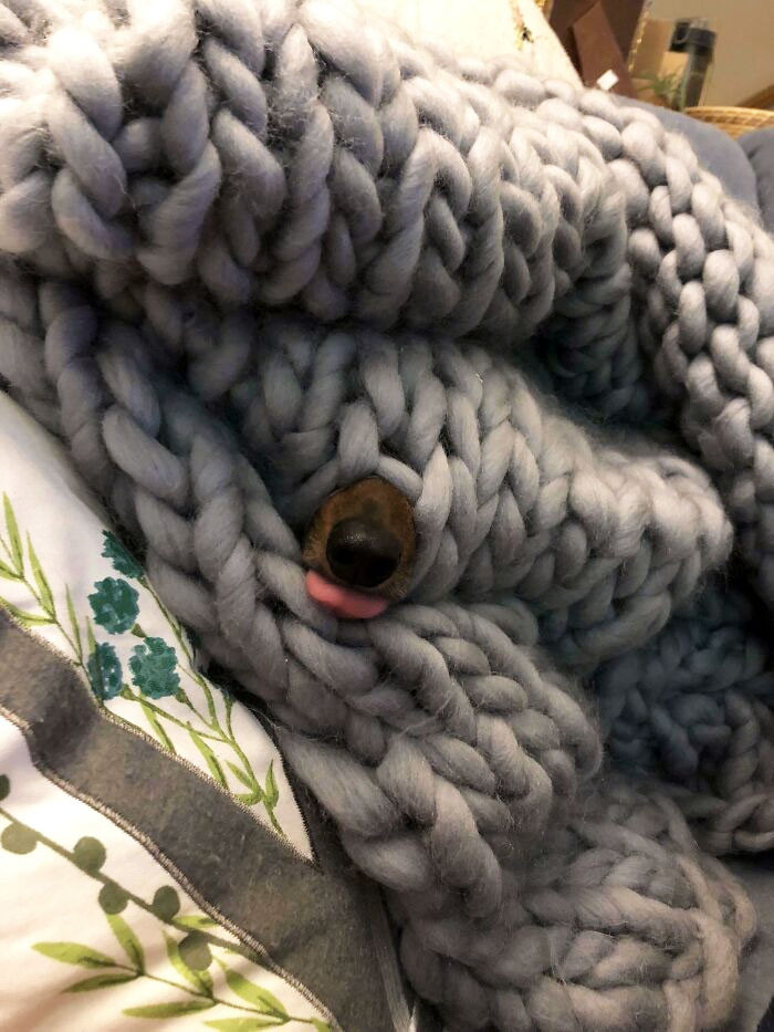 "I Lost My Dachshund For A Bit... I Just Found Her"