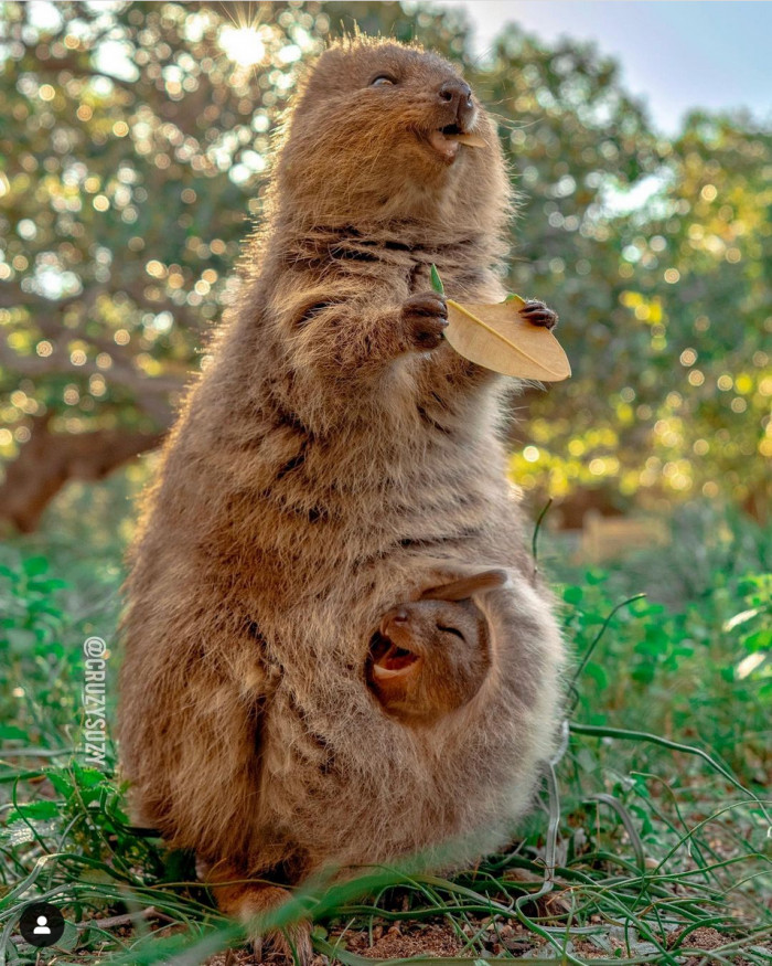 A mommy and baby Quokka with the same smile, looking cozy