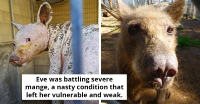 Hairless Black Bear Rescued From Dumpster – Transformed A Year Later