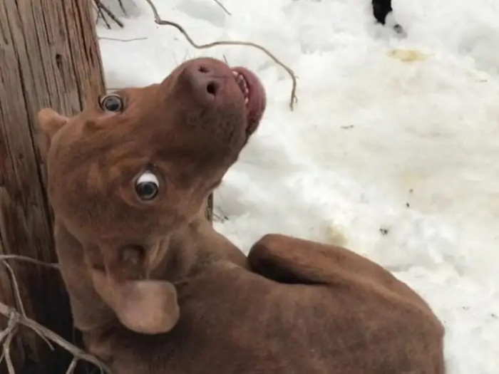 The poor pup was facing a life-threatening situation until help came along