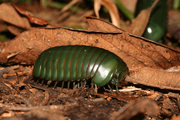 The Giant Emerald Pill Millipede (Zoosphaerium Neptunus) Is A Species Of Pill Millipede From Madagascar And Is An Example Of Island Gigantism, It's One Of The Largest Known Species Of Pill Millipede