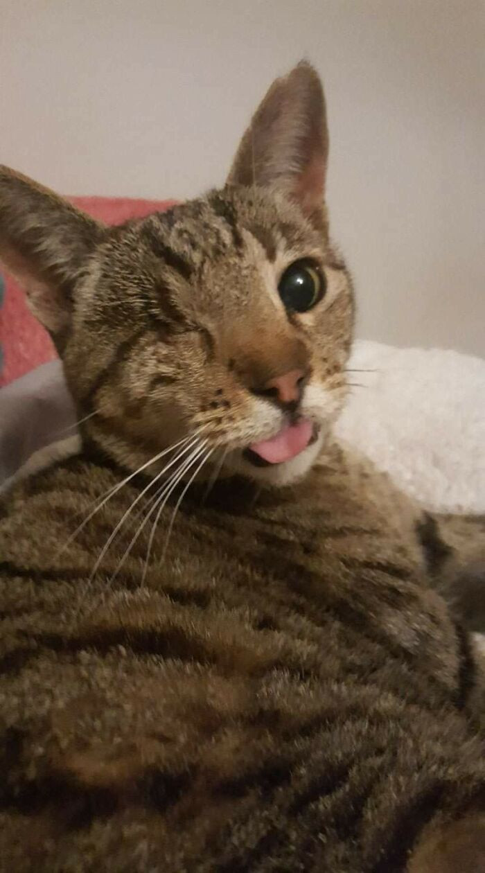 "Special Blep For A Special Cat"