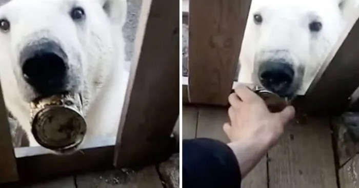 The man filmed himself while trying to remove the can from the bear’s mouth