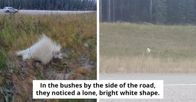 Woman Discovers Remarkable Find After Noticing White 'Rock' On Roadside