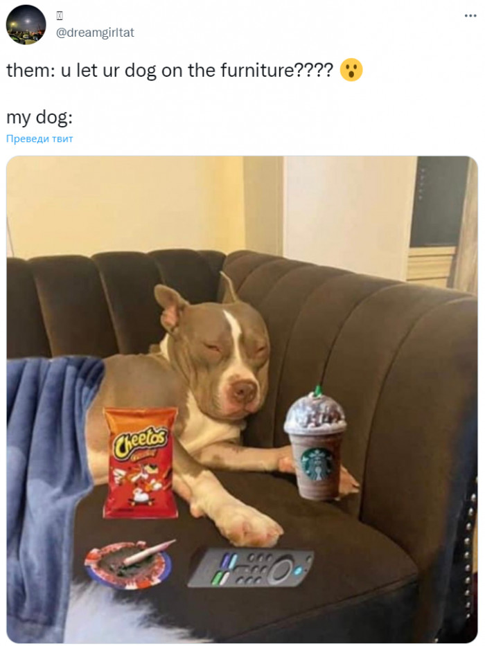 16. His dog is his best buddy