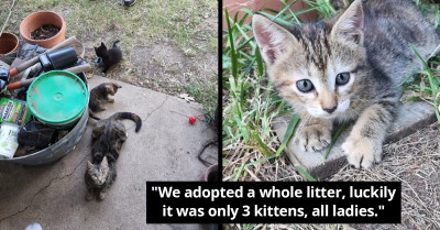 Life Changes Dramatically After This Family Adopts A Whole Litter Of Kittens