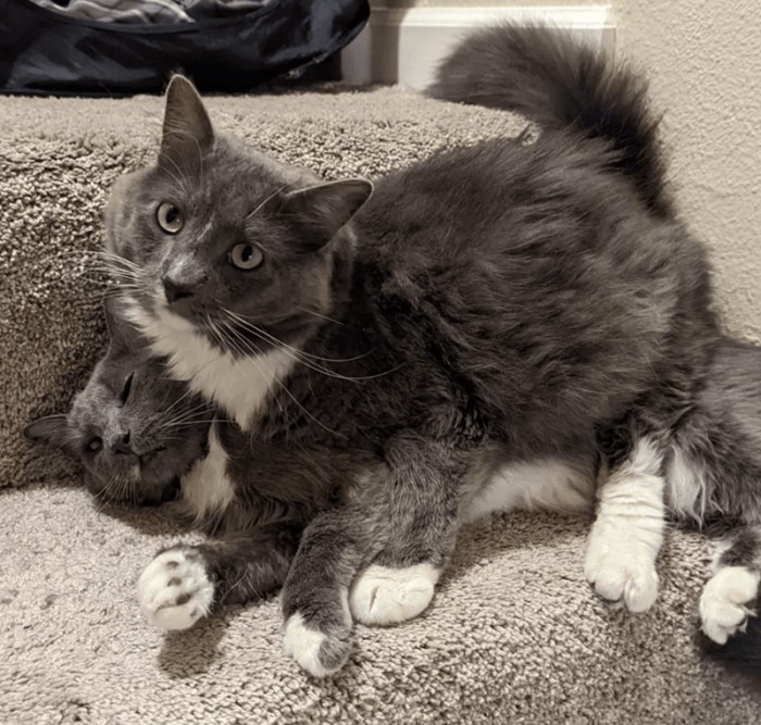 Here are the two bonded cats that were adopted