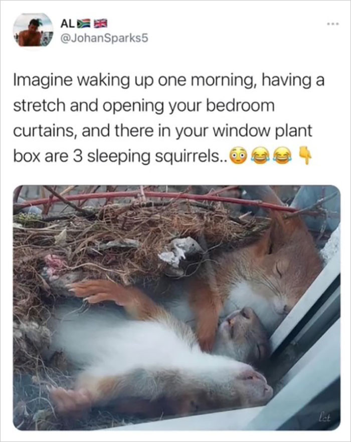 1. Three sleeping squirrels in your bedroom's plant box