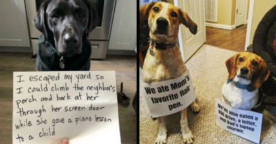 Get The Doggie Jail Ready; These 25 Dogs Are Guilty As Charged