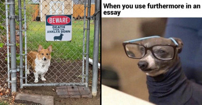 Sufficient Doses Of Cute and Funny Dog Memes To Keep You Stable Throughout The Day