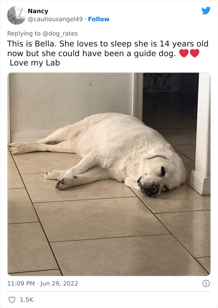 Bella loves to sleep as well