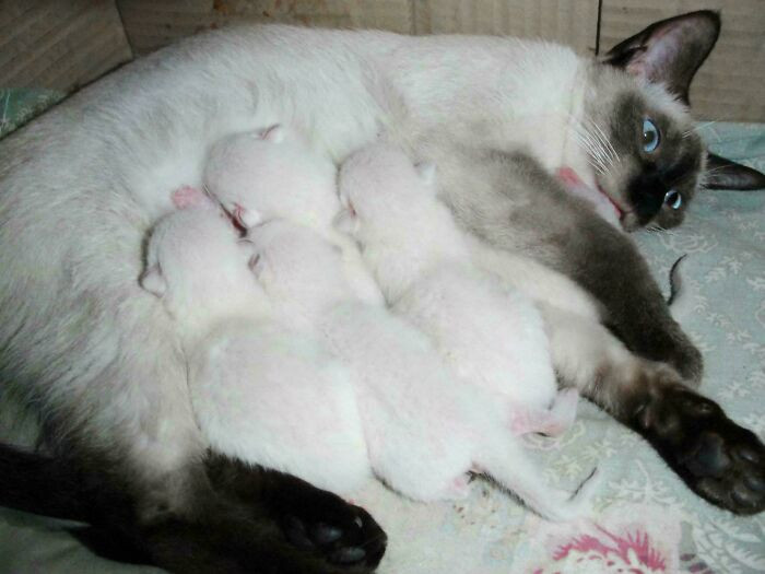 Siamese kittens enter the world with pure white coats, their signature markings developing only later as they grow.