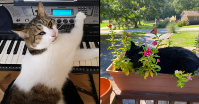 21 Photos That Hilariously Prove That Cats Are Not-So-Secretly In Charge