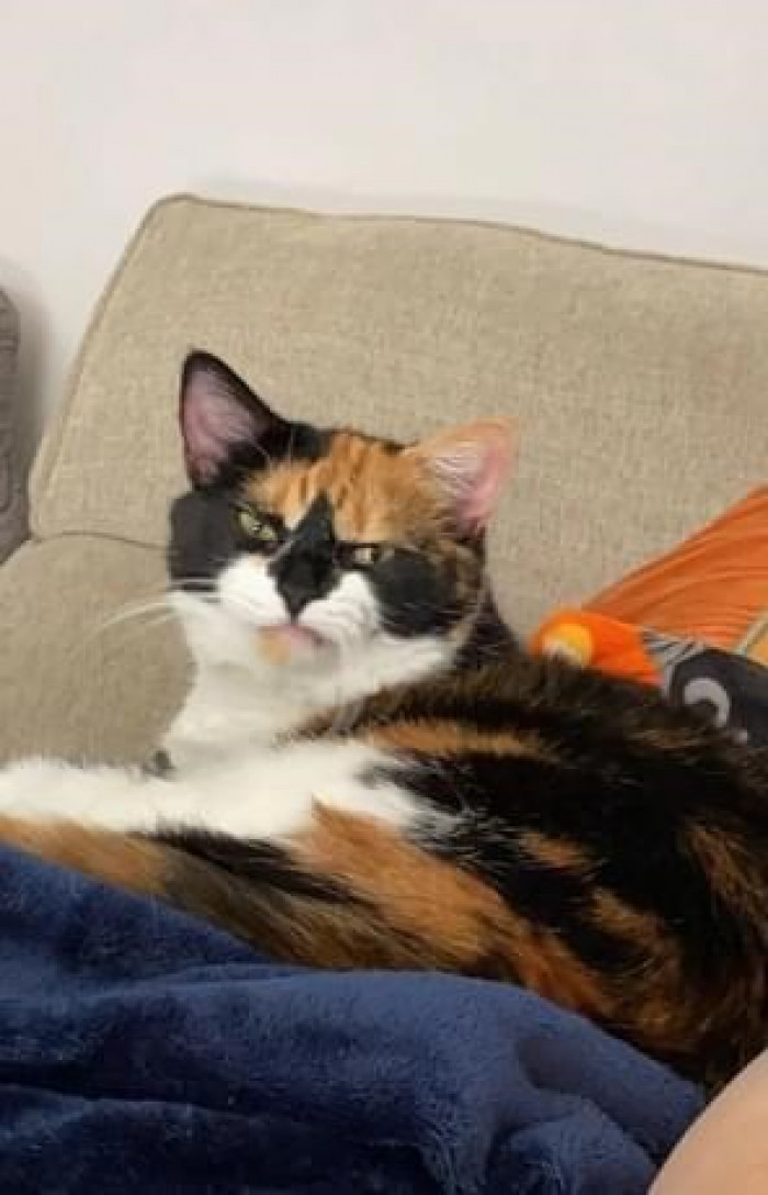 5. When you get this mean face from your cat...