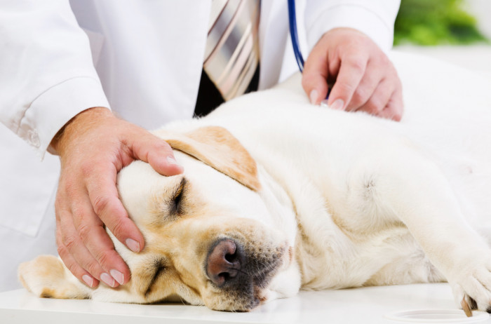 Let's avoid the expensive vet bills by not feeding our dogs gum.