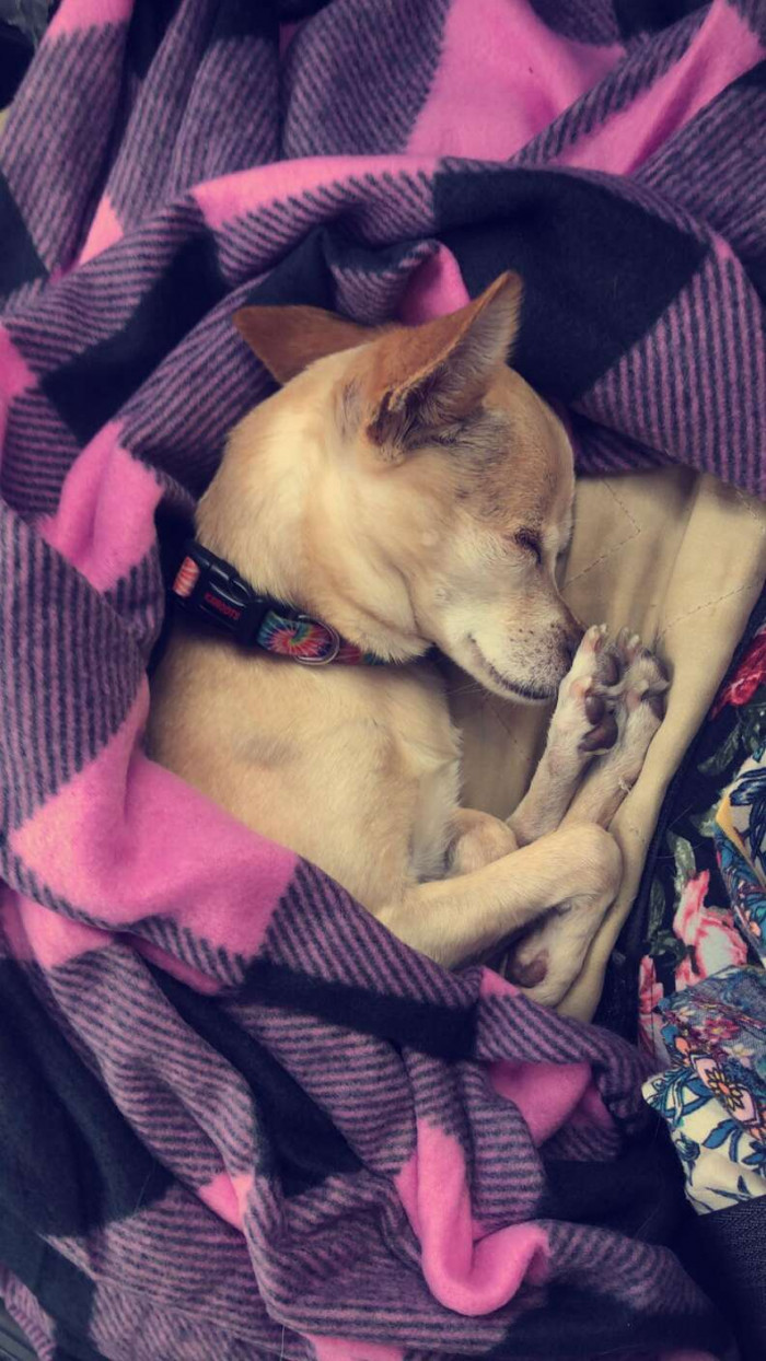 This senior Chihuahua named Jazzy was rescued and kept at the Cowley County Humane Society