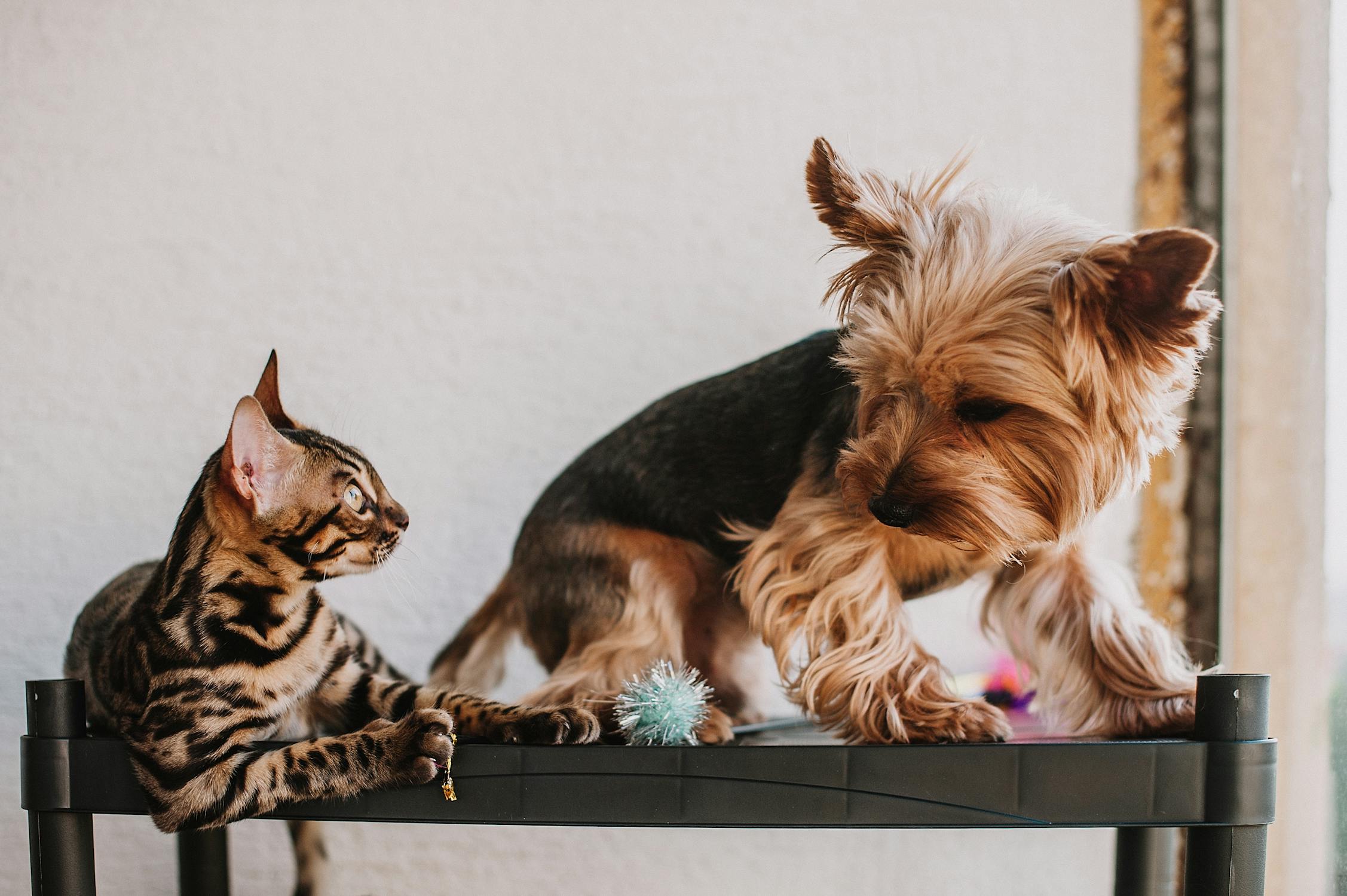 A new study reveals a strange twist in the tale of our beloved pets