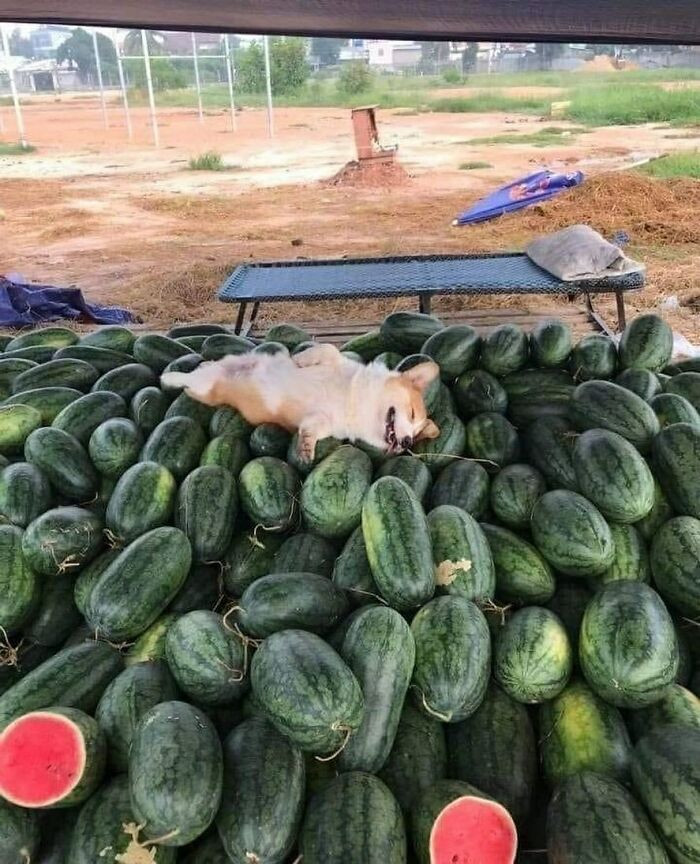 #16 How much for that sleeping furry melon?