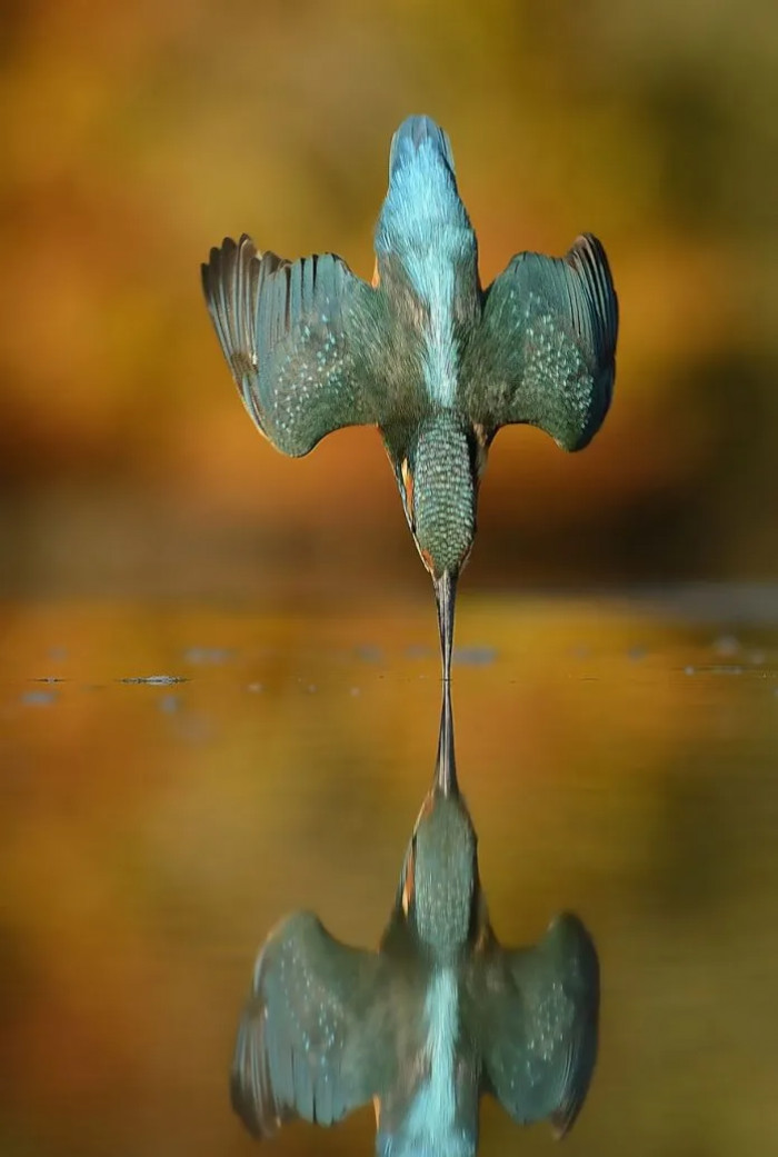 The photographer captured a perfectly timed snap of a kingfisher diving into the water without a single splash