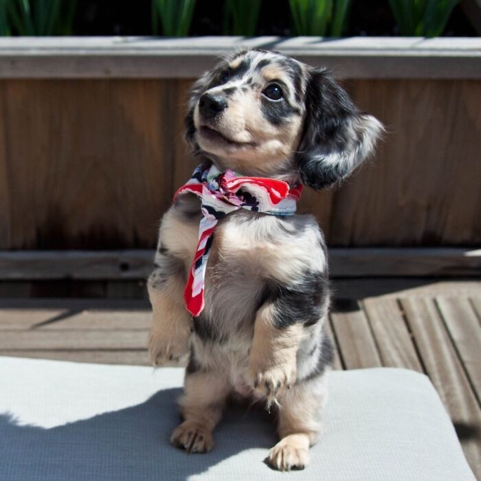 "My Dachshund Puppy Feeling Confident In Her Scarf And Fur Coat"