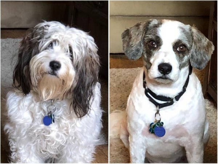 6. "Took doggo to groomer. Got a different doggo back."